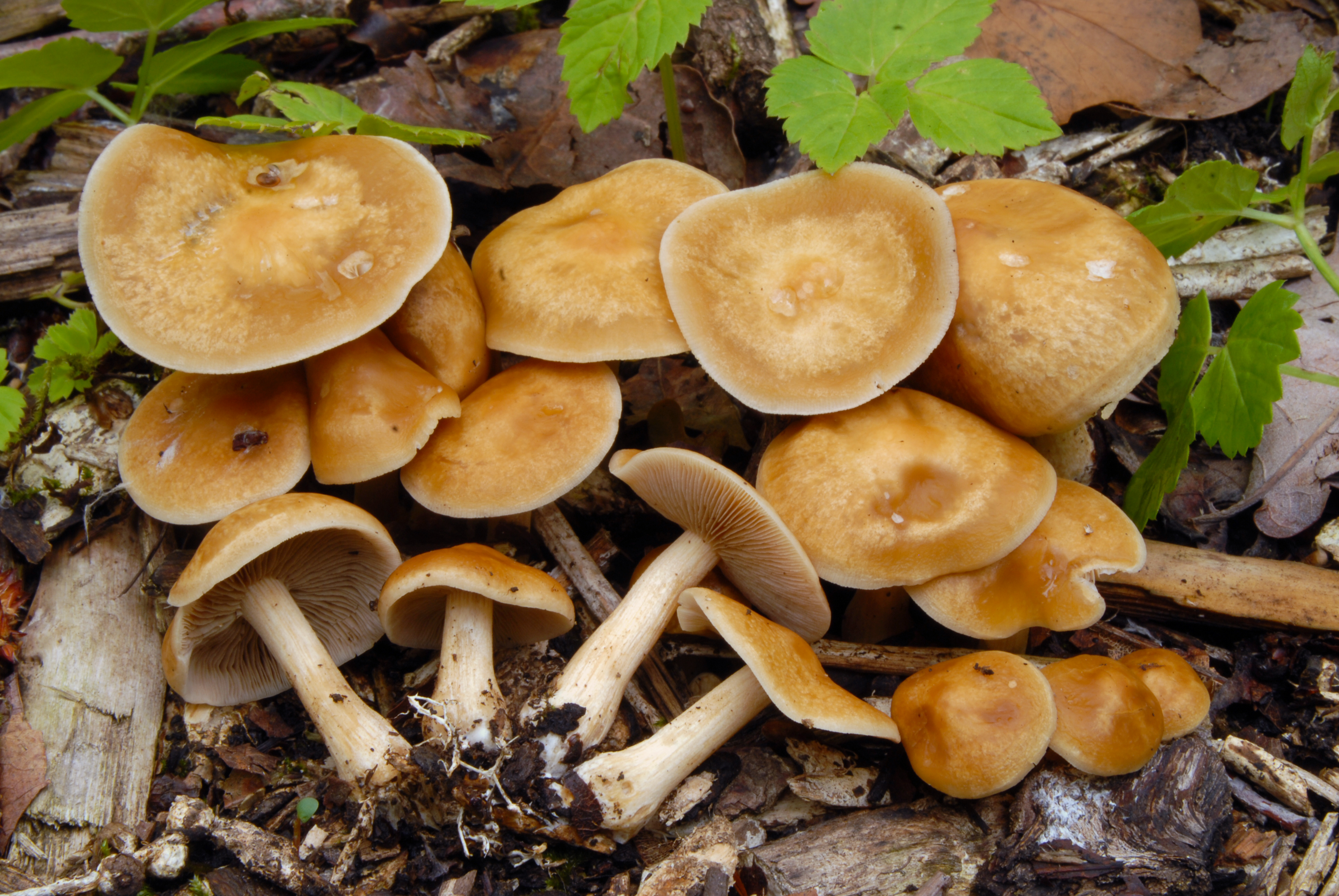 Foto Agrocybe putaminum